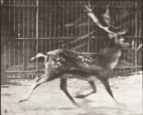 Plate 682 Fallow deer, buck. A: Trotting. b: Galloping — figure reference